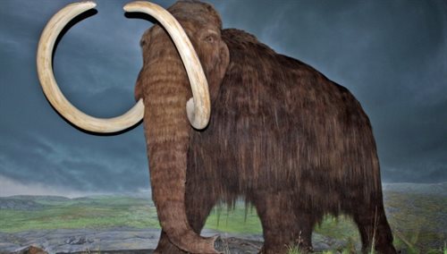 Maleńkie mamuty z Krety