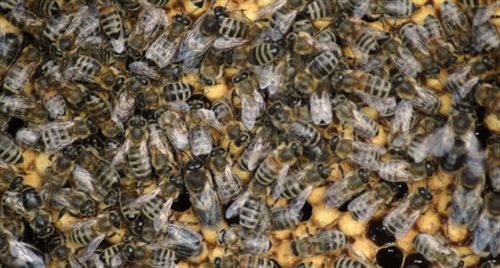 Diesle szkodzą pszczołom?