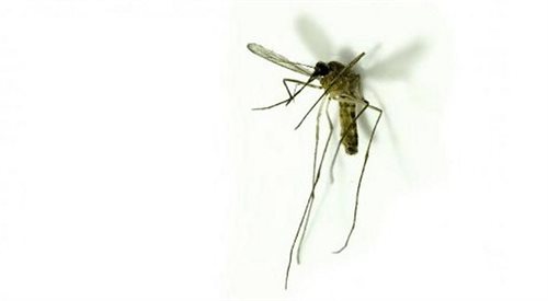 Naukowcy z Lublina pokonali malarię