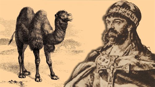 Jeśli wielbłąd, którego Ottonowi podarował Mieszko pochodził z terenów dzisiejszego Afganistanu, to prawdopodobnie był to baktrian - wielbłąd dwugarbny