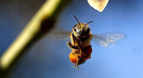Pszczoły to obdarzeni doskonałym węchem poszukiwacze