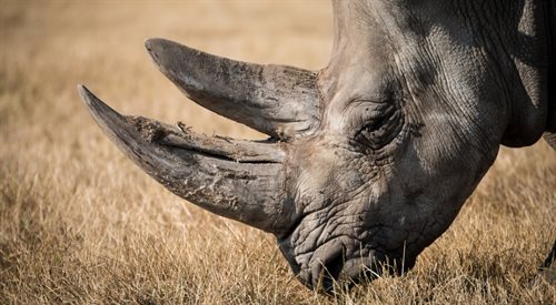 Wszystkie gatunki nosorożców są dziś celem kłusowników