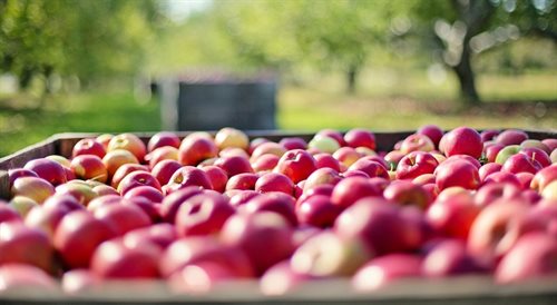 Najważniejszą polską uprawą sadowniczą są jabłka