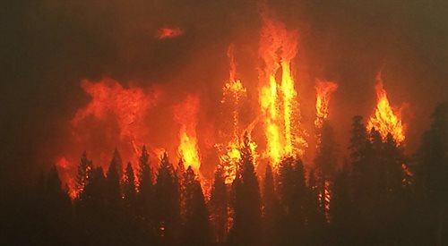 Na Białorusi pożary lasów i torfowisk
