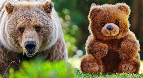 Z lewej niedźwiedź prawdziwy, z prawej pluszowy miś