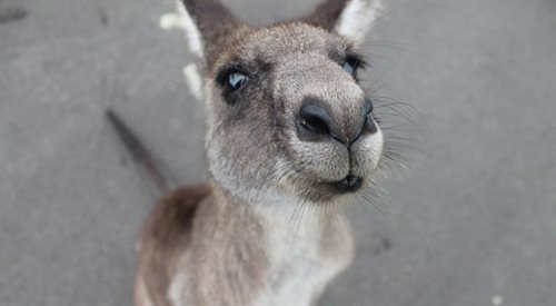 Życie w krainie uśmiechu i kangurów bardzo odpowiada Julii Raczko. Ale czy jest coś co blogerkę drażni w Australijczykach?