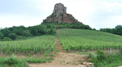 Burgundia - stara winnica