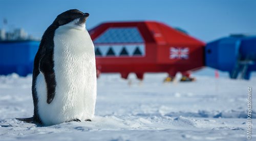 Pingwin na tle stacji Halley VI