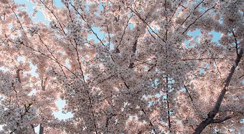 Różowy Waszyngton czyli Cherry Blossom Festiwal 