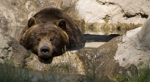 Zanim zapadną w zimowy sen, niedźwiedzie przybierają na wadze nawet o 25 proc.