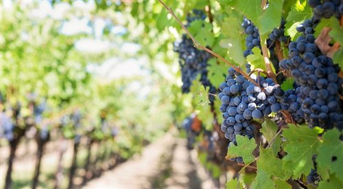 Czy słoneczne kraje Południa mogłyby się nauczyć czegoś od nas w sprawach winiarskich?