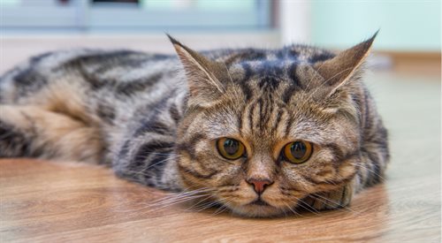 Co wiemy o domowych i dzikich kotach?