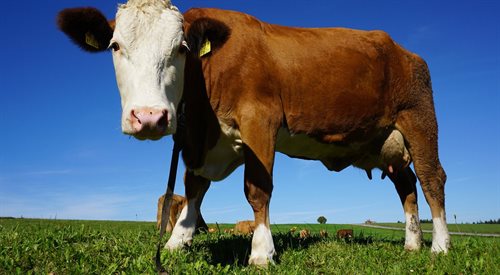 Czy krowie mleko jest dla nas zdrowe?