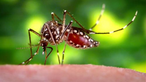 Wirus Zika przenoszą tropikalne komary Aedes