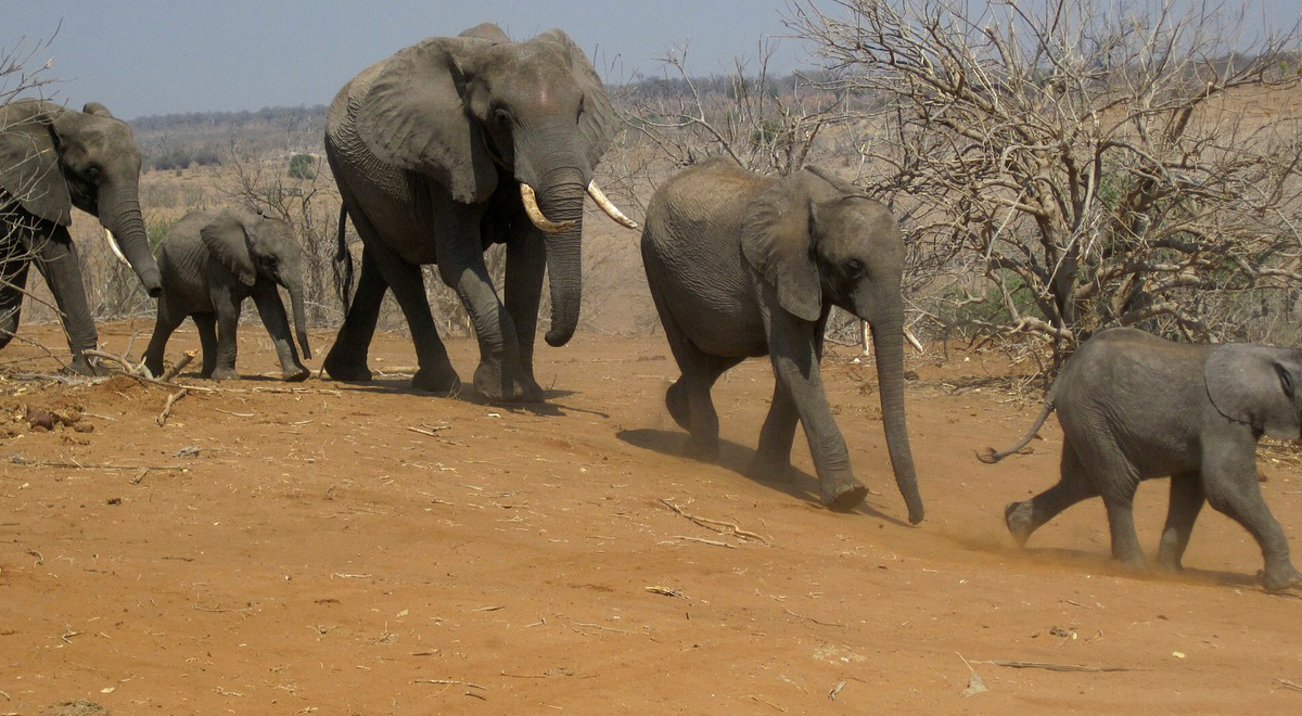 Od 1989 roku wprowadzony został całkowity zakaz handlu kością słoniową na świecie.