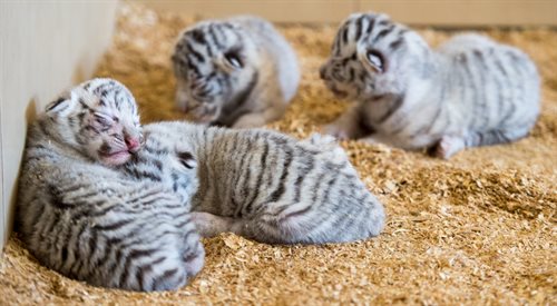Małe tygrysiątka w Zoo Safari w Borysewie