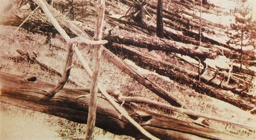 Katastrofa tunguska. Zdjęcie powalonych i spalonych drzew zrobione podczas wyprawy Leonida Kulika w 1927. Wikipediadomena publ.