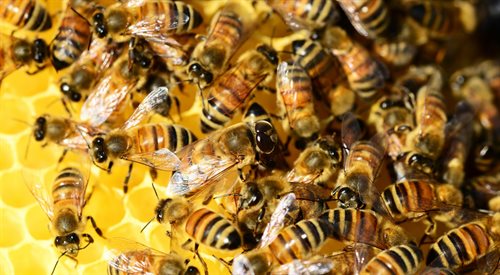 Czy hierarchiczne podziały wśród pszczół mogą być dobrym odzwierciedleniem systemu totalitarnego?