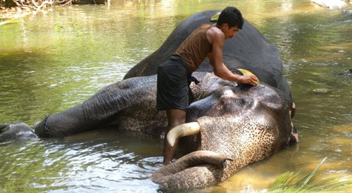 Mycie słonia w szpitalu na Sri Lance