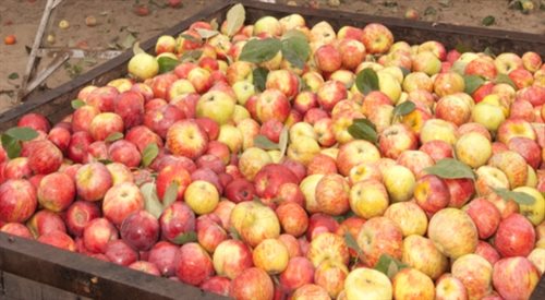 Rosja  będzie kontrolować żywność z Białorusi. Podejrzewa, że Mińsk odprawiał do Rosji unijne jabłka