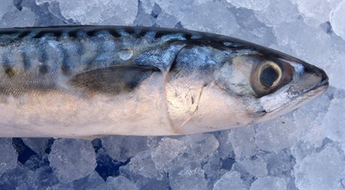 Szwedzi są mistrzami w przyrządzaniu ryb i ich kuchnia w dużej mierze opiera się właśnie na takich przysmakach