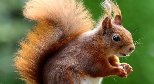 Co wiewiórki maja wspólnego z biedronkami?