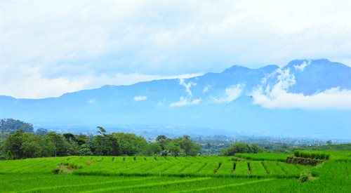 Pola ryżowe i wulkaniczne wzgórza - to nieodłączna część krajobrazu indonezyjskiej Jawy