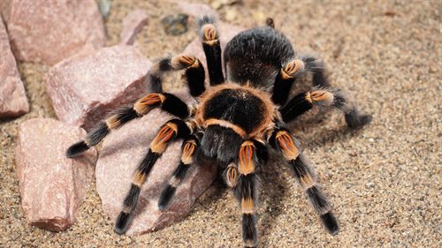 Arachnofobia, czyli lęk przed pająkami, jest jednym z najczęściej występujących rodzajów fobii.