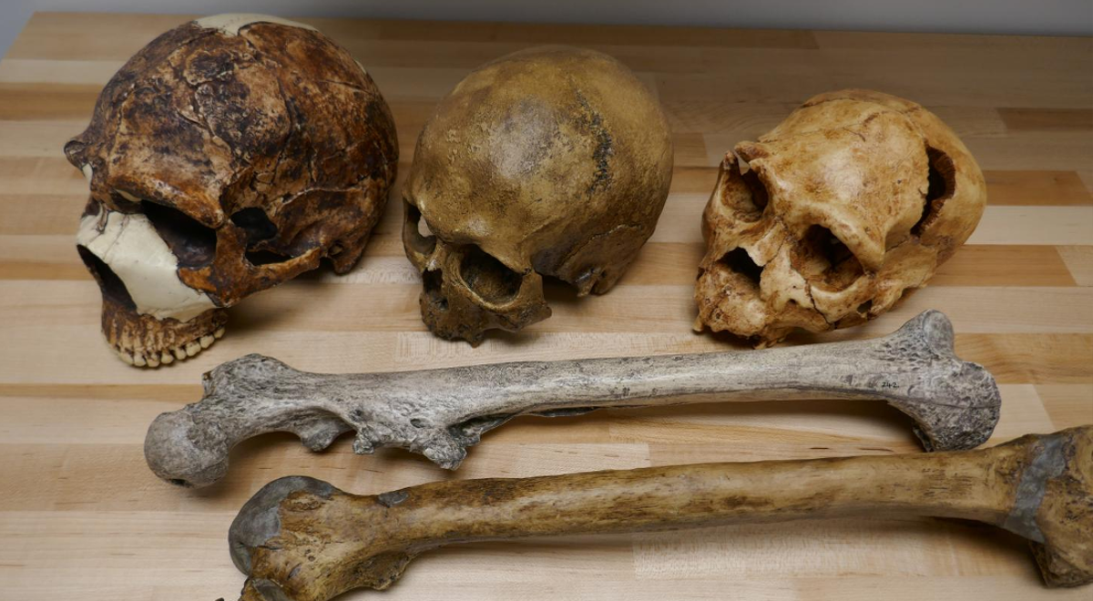 czaszki homo sapiens 1200.png