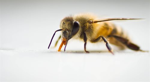 Dzięki mózgowi pożyczonemu od pszczoły, dron może precyzyjnie omijać przeszkody