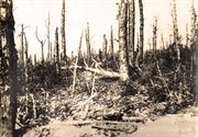 Zniszczony las po bitwie pod Verdun, 1916