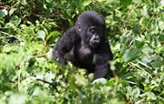  Młody goryl górski w Parku Narodowym Bwindi, kompleks wpisano w 1994 roku na listę światowego dziedzictwa UNESCO.