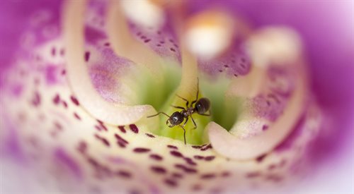 Pyłek storczyka jest na tyle wyjątkowy, że mrówki mogą za jednym razem, bez czynienia szkody, wygarnąć całość pyłkowiny