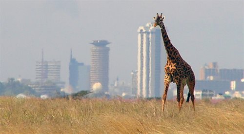 Żyrafa w Parku Narodowym Nairobi, Kenia