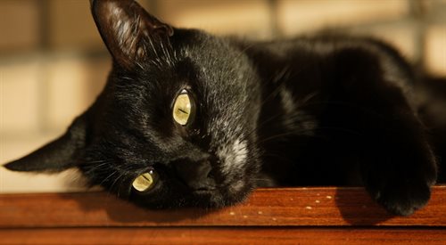 Zdaniem weterynarza czarne koty nie powinny cierpieć wyłącznie przez swoje umaszczenie. Ale wielu ludzi wciąż myśli stereotypowo