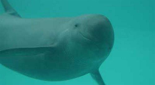 Najmniejszy delfin zagrożony wyginięciem 