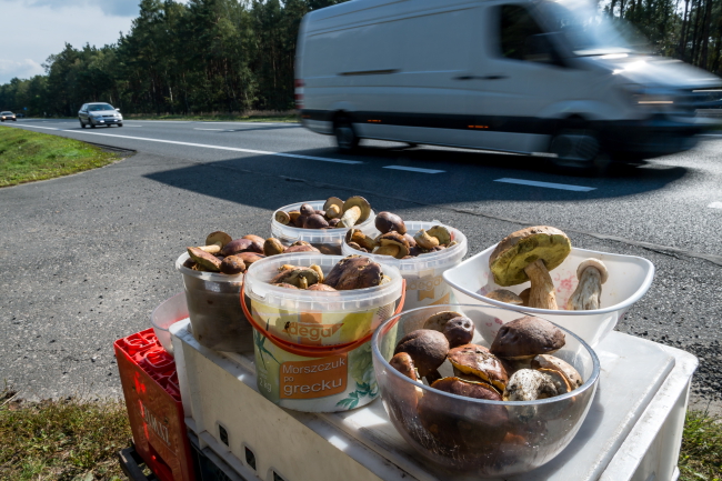 Sprzedaż grzybów przy drodze w Puszczy Bydgoskiej. Fot. PAP/Tytus Żmijewski 