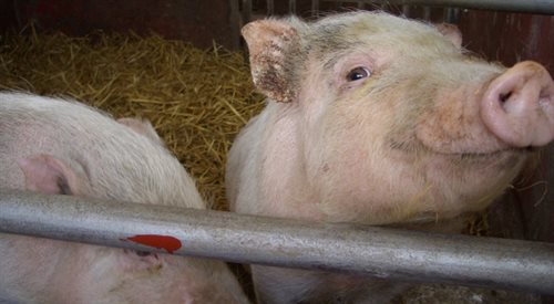 Strefy buforowe przy granicy z Białorusią z powodu pomoru świń