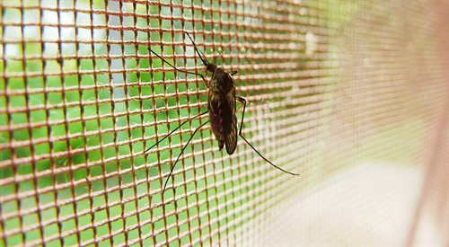 Komary przenoszące malarię pojawiły się w Czechach i na Słowacji