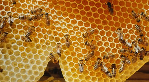 Jak dbać o pszczoły? O tym więcej w nagraniu audycji