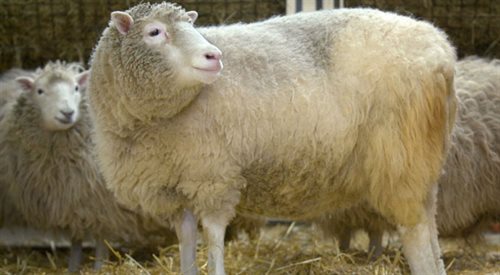 Owca Dolly, pierwszy w historii ssak, który przyszedł na świat wskutek sklonowania komórek dorosłej owcy.