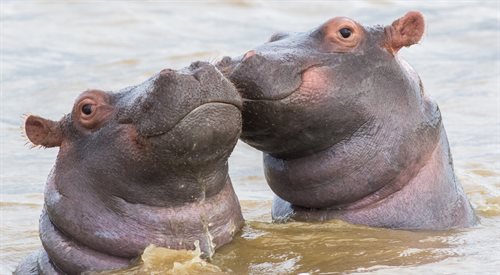 Hipopotamy tematem audycji Polskiego Radia Dzieciom