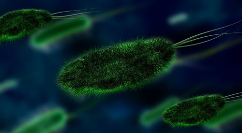 Każda bakteria ma swój niepowtarzalny wzór, który może być kluczem do skutecznej walki z zakażeniami