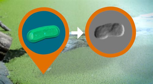 Ilustracja cyanobacterii z lewej oraz zdjęcie pojedynczej bakterii wykonane podczas eksperymentu w SLAC z prawej
