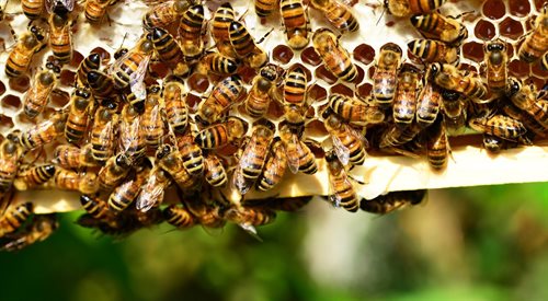 Warto kochać pszczoły i liczyć je