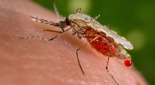 Komary mogą przenosić groźne choroby