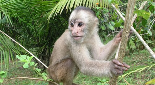 Puszcza Amazońska jest domem dla niezliczonych gatunków zwierząt