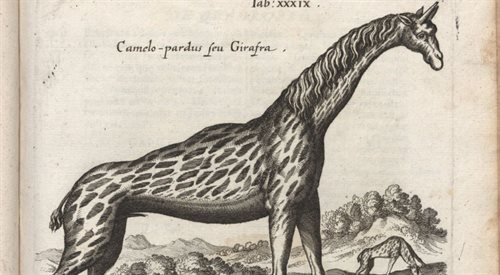 Wizerunek żyrafy z księgi polskiego przyrodoznawcy Jana Jonstona zatytułowanej Historiae natvralis de quadrvpetibvs [] libri cum aeneis figuris