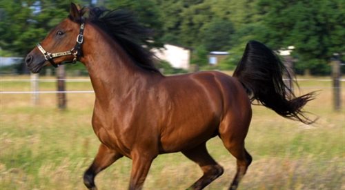 Koń arabski.