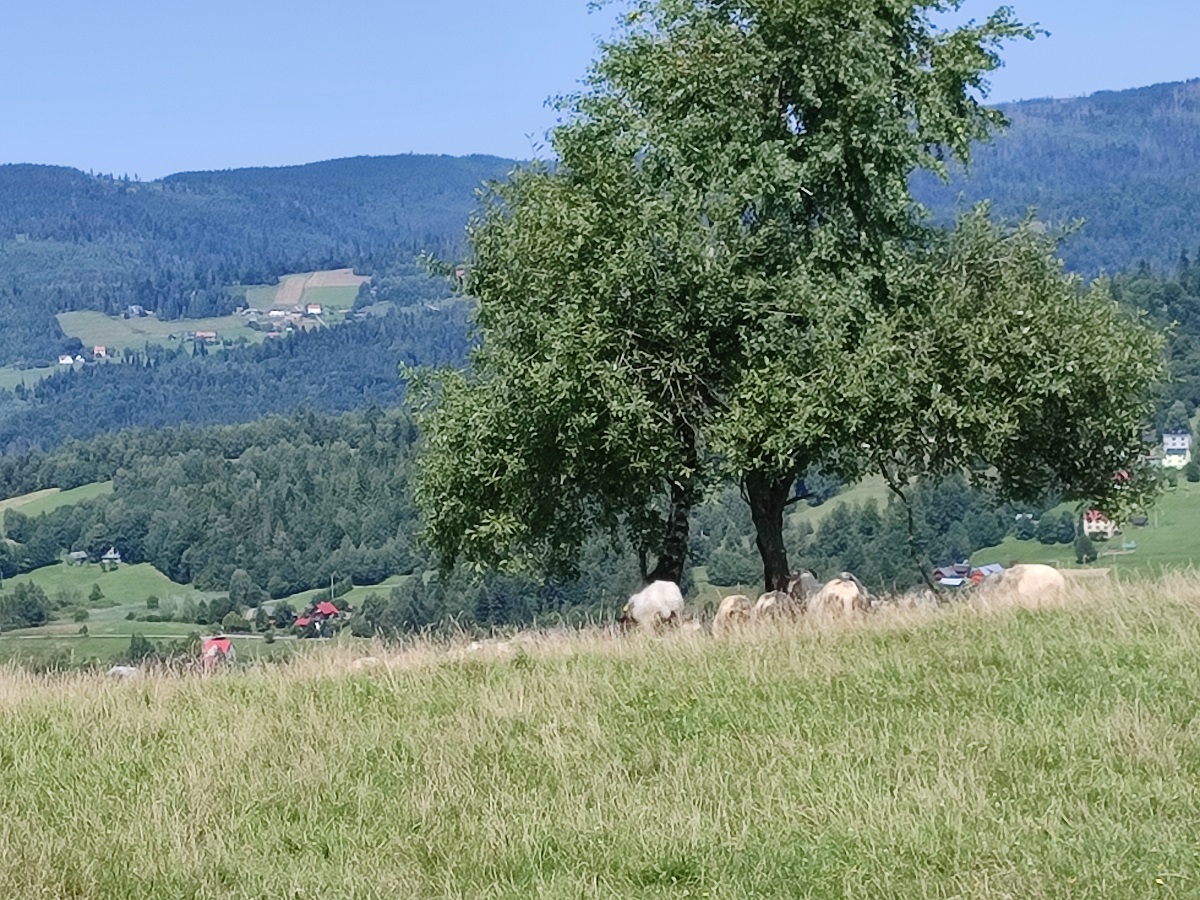Авечкі на схіле Ахадзітай. Здымак: Анна Задрожна,Беларуская служба Польскага радыё/radyjo.net
